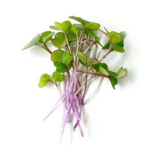 Purple Kohlrabi