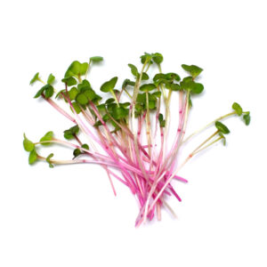 Radish Triton