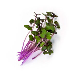 Cabbage Red