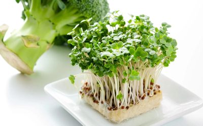 microgreens-broccoli-live-plate
